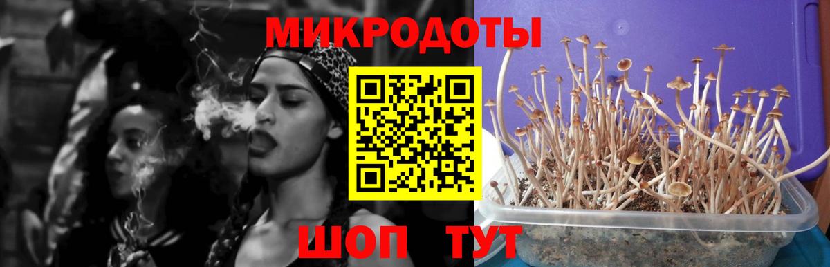 Галлюциногенные грибы Psilocybine cubensis Новокузнецк